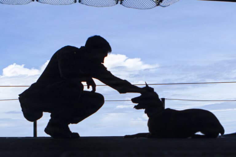 Defense Health Agency team wins program management award for securing FDA clearance of canine plasma