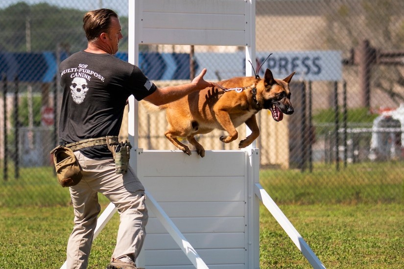 Four-Legged Green Berets: The Canine Operators of Army Special Forces